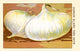 White Onion Poster Print showcasing detailed botanical artwork.