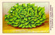 Round Green Chicoree Poster Print showcasing vibrant colors and nature-inspired design.