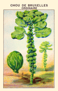 Brussels Common Cabbage Poster Print showcasing vibrant colors and intricate details.