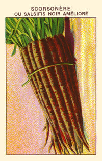 Black Salsify Poster Print showcasing the delicate beauty of the flower.