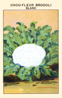 White Broccoli Cauliflower Poster Print showcasing vibrant details