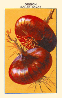 Red Onion Poster Print showcasing vibrant colors and textures.