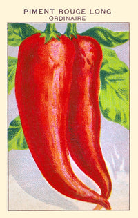 Long Red Ordinary Chilli Pepper Poster Print on premium paper.