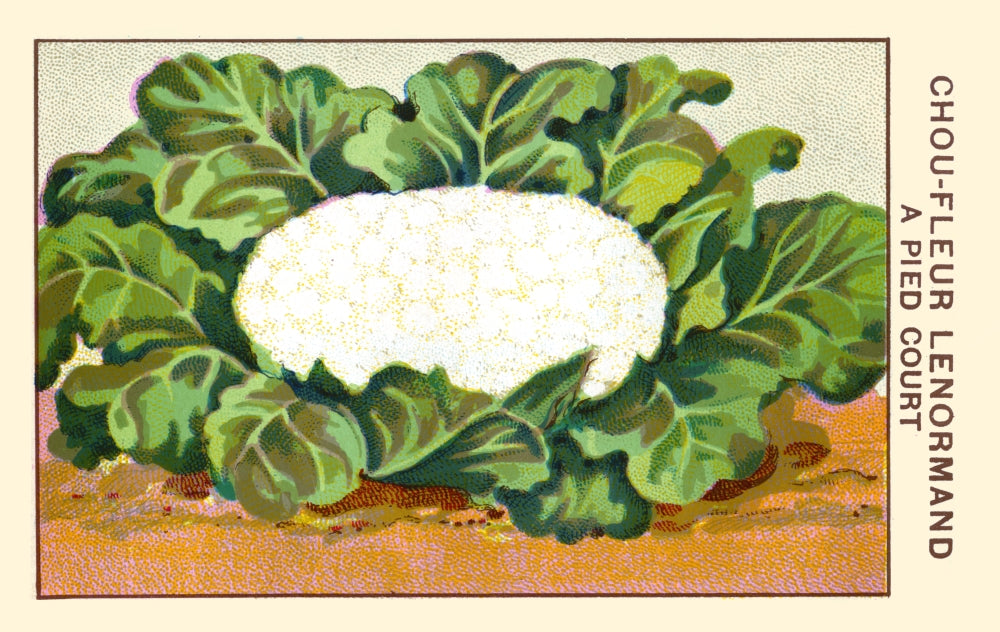 Short Foot Cauliflower Poster Print showcasing vibrant details.