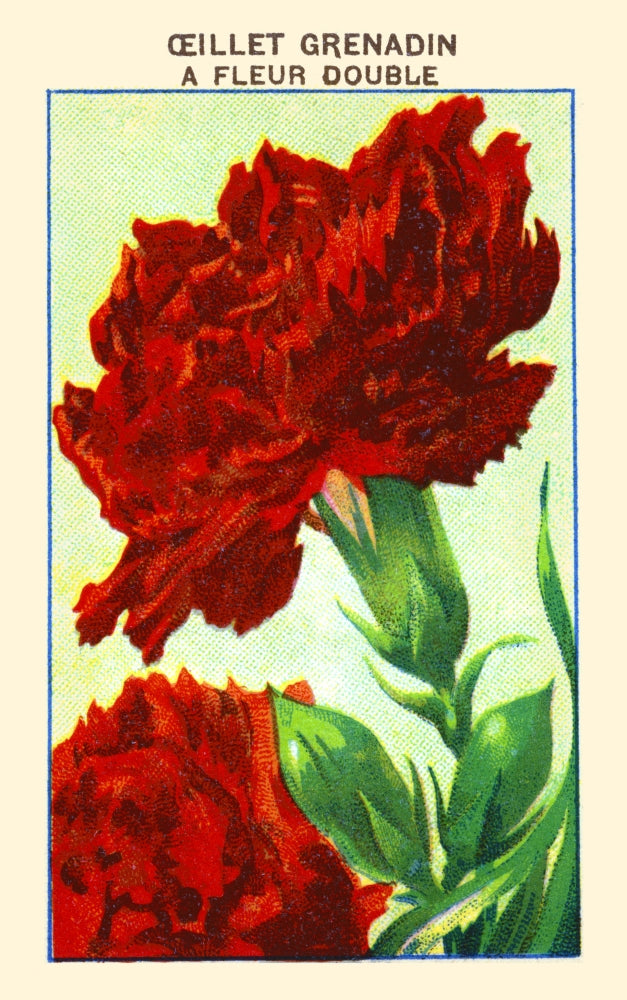 Grenadin Carnation Poster Print showcasing beautiful floral design.