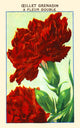 Grenadin Carnation Poster Print showcasing beautiful floral design.