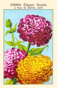 Elegant Zinnia Poster Print showcasing vibrant flowers