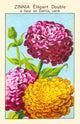 Elegant Zinnia Poster Print showcasing vibrant flowers