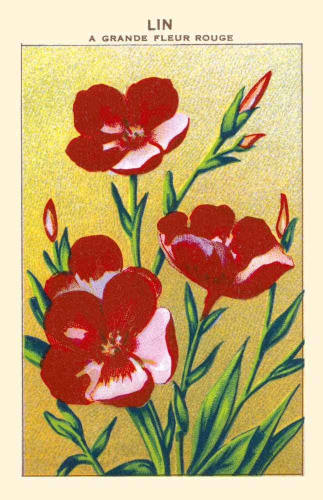 Linen Red Flower Poster Print showcasing vibrant red flowers.