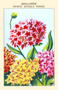 Gaillarde's Double Poster Print showcasing vibrant colors and intricate details.