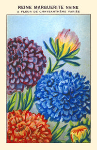 Queen Margaret Dwarf Chrysanthemum Poster Print showcasing beautiful floral design.