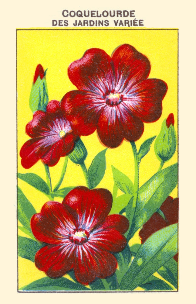 Garden Coquelourde or Pasque Flower Poster Print showcasing vibrant floral details.