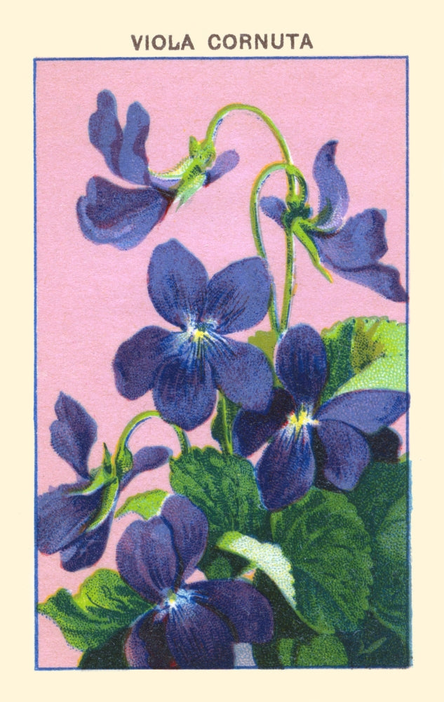 Viola cornuta horned pansy poster print showcasing vibrant colors and intricate details.