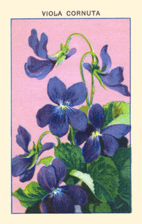 Viola cornuta horned pansy poster print showcasing vibrant colors and intricate details.