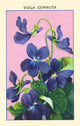 Viola cornuta horned pansy poster print showcasing vibrant colors and intricate details.
