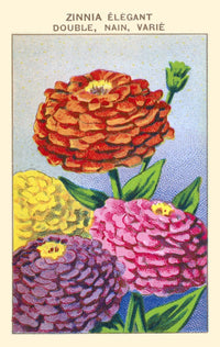 Elegant Double Zinnia Poster Print showcasing vibrant floral art.