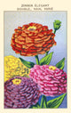 Elegant Double Zinnia Poster Print showcasing vibrant floral art.