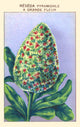 Pyramidal Mignonette Poster Print showcasing delicate flower design.