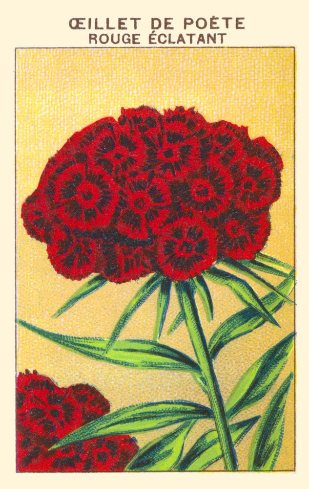 Red Poet Carnation Poster Print showcasing vibrant floral art.