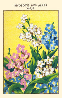 Forget-me-not of the Alps Poster Print featuring delicate flowers and alpine scenery.