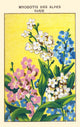 Forget-me-not of the Alps Poster Print featuring delicate flowers and alpine scenery.