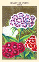 Poet Carnation Poster Print featuring a vibrant carnation flower