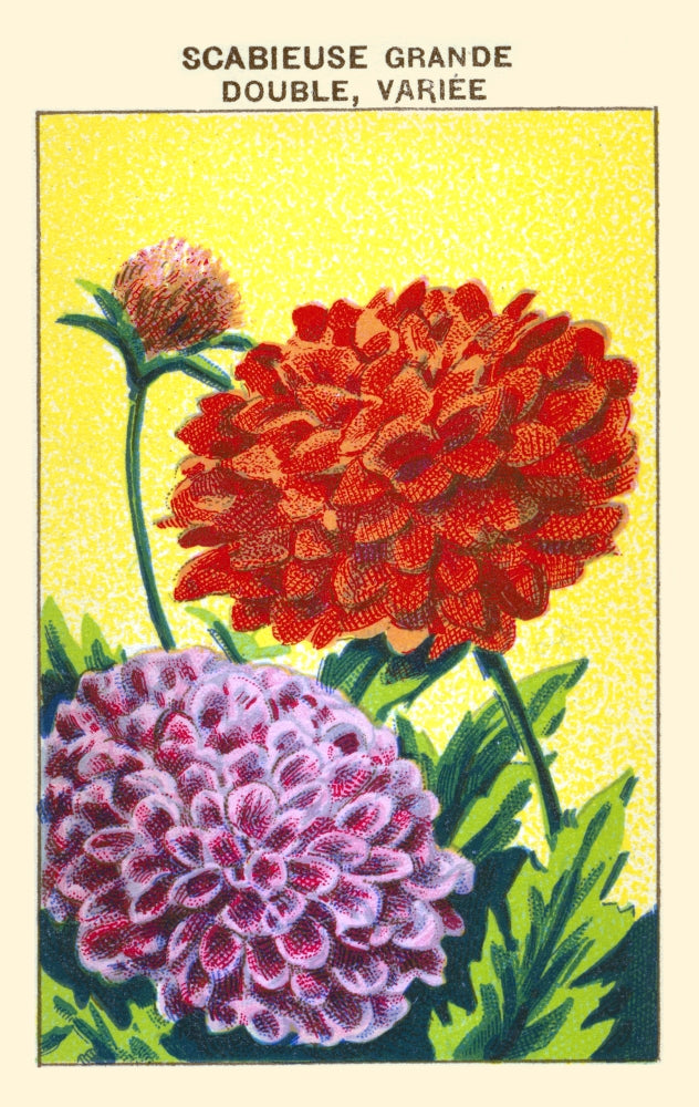 Great Pincushion Flower Poster Print showcasing vibrant colors and delicate details.