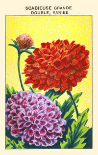 Great Pincushion Flower Poster Print showcasing vibrant colors and delicate details.