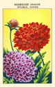 Great Pincushion Flower Poster Print showcasing vibrant colors and delicate details.
