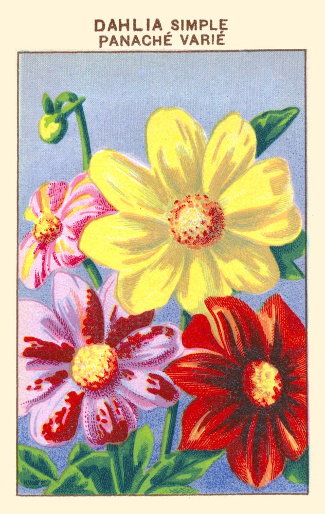 Simple Dahlia Poster Print showcasing vibrant floral elegance.