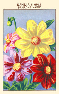 Simple Dahlia Poster Print showcasing vibrant floral elegance.