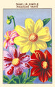 Simple Dahlia Poster Print showcasing vibrant floral elegance.