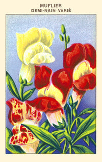 Snapdragon floral poster print showcasing vibrant colors and intricate details.