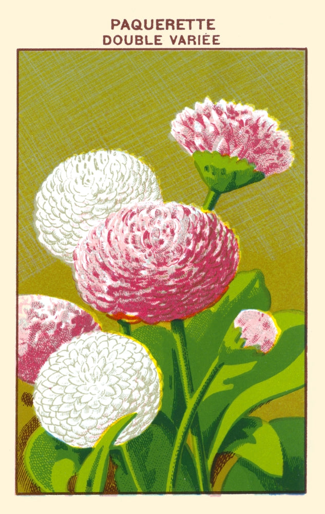 Daisy Poster Print showcasing vibrant floral artwork.