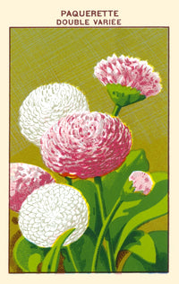 Daisy Poster Print showcasing vibrant floral artwork.