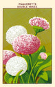 Daisy Poster Print showcasing vibrant floral artwork.