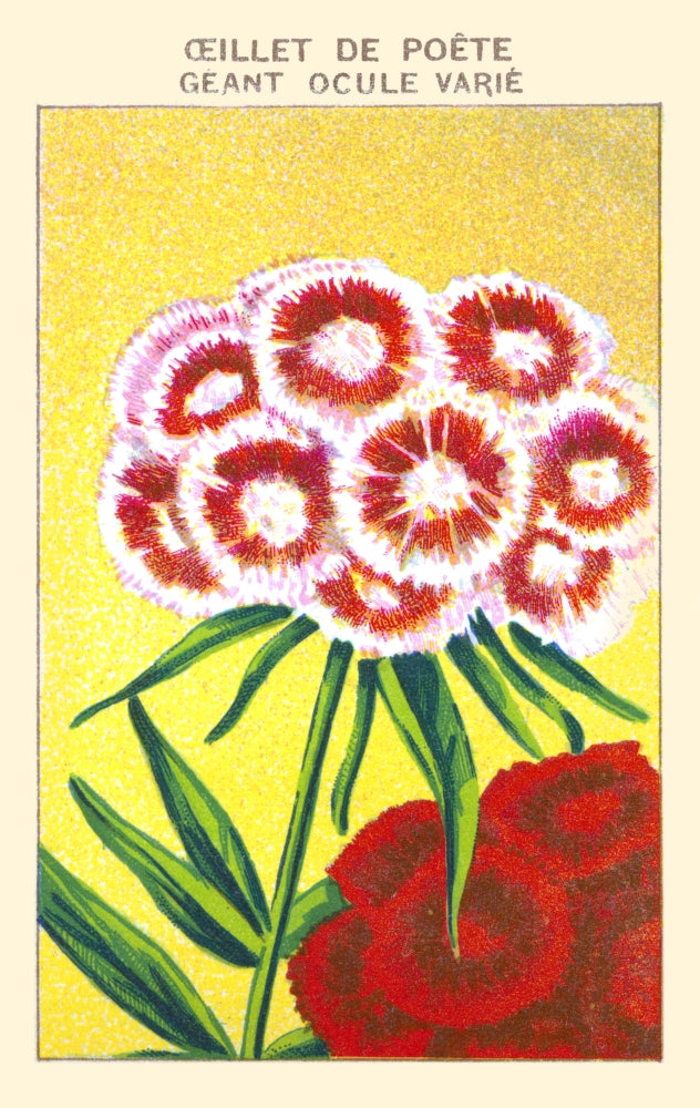 Geant Carnation Poster Print, vibrant floral art for home decor.