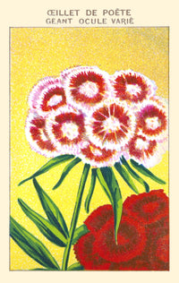 Geant Carnation Poster Print, vibrant floral art for home decor.
