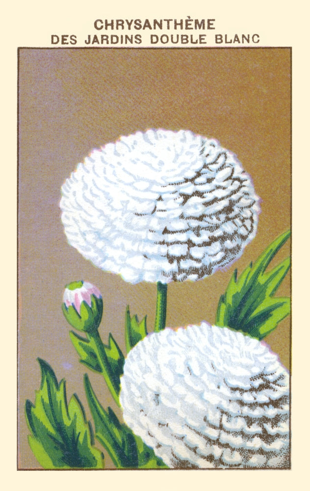 White Garden Chrysanthemum Poster Print showcasing vibrant flowers.