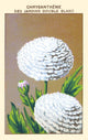 White Garden Chrysanthemum Poster Print showcasing vibrant flowers.