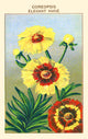 Calliopsis Tinctoria Poster Print showcasing Elegant Coreopsis flowers