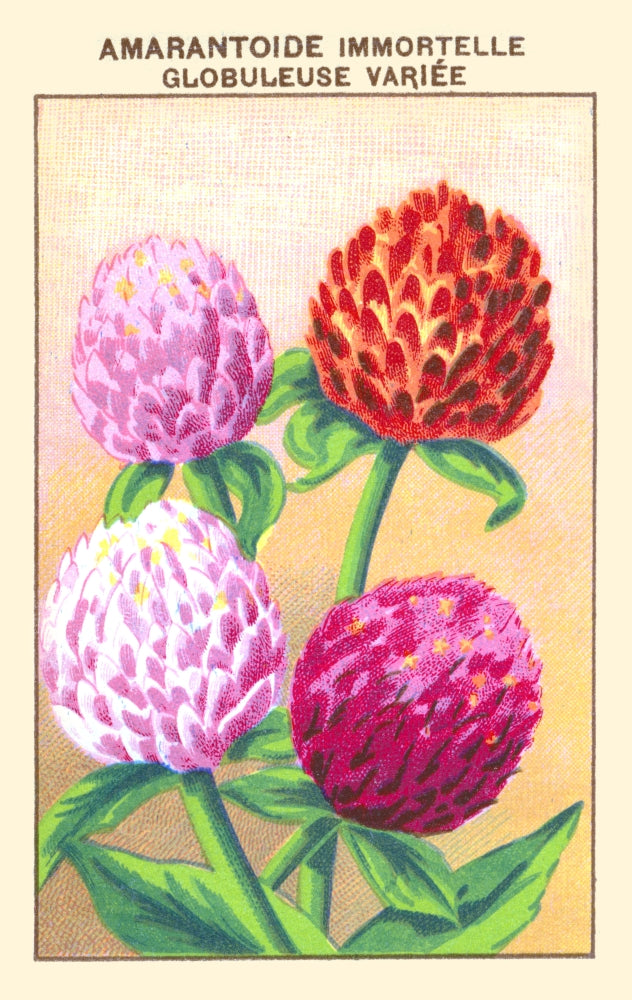 Immortelle or Amarantine Globuleuse Poster Print showcasing vibrant Helichrysum plant.