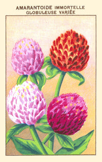 Immortelle or Amarantine Globuleuse Poster Print showcasing vibrant Helichrysum plant.