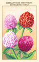 Immortelle or Amarantine Globuleuse Poster Print showcasing vibrant Helichrysum plant.