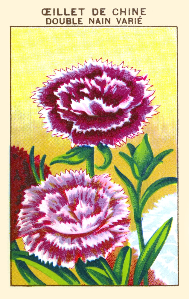 Chinese Double Carnation Poster Print showcasing floral beauty.