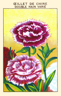 Chinese Double Carnation Poster Print showcasing floral beauty.