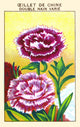 Chinese Double Carnation Poster Print showcasing floral beauty.