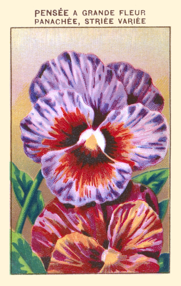 Mixed Pansies Floral Poster Print showcasing vibrant colors and details.