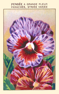 Mixed Pansies Floral Poster Print showcasing vibrant colors and details.
