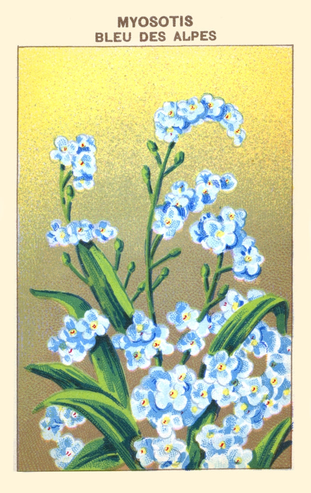 Blue Forget Me Nots of the Alps Poster Print